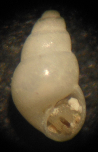 Odostomia da id.